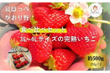 【先行予約・数量限定】【贈答用・3L~4L大粒・食べ比べ】紅ほっぺ＆かおり野セット500g（朝採れ完熟 約250g×2P）