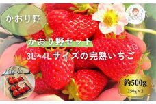 【先行予約・数量限定】【贈答用・3L~4Lサイズ・大粒】かおり野いちご500g（朝採れ完熟 約250g×2P）