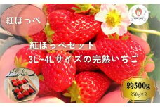 【先行予約・数量限定】【贈答用・3L~4Lサイズ・大粒】紅ほっぺいちご500g（朝採れ完熟 約250g×2P）