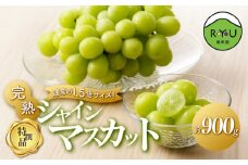 通常の1.5倍サイズ！良味・大房！　完熟シャインマスカット（特撰品）900g