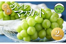 完熟シャインマスカット（通常品） 2kg