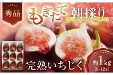 【期間限定】もぎたて朝どり完熟いちじく　秀品 約1kg（9～12玉）／愛知県産　サマーレッド　いちじく　イチジク　無花果　果物　フルーツ　