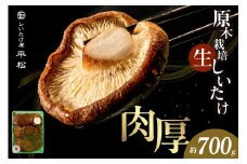 愛知県知多市産原木生椎茸 ／ しいたけ シイタケ 肉厚 希少 愛知県 特産品