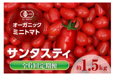 【全6回定期便】オーガニックミニトマト（サンタスティ）約1.5kg ／ とまと 野菜 高糖度 スナックタイプ 愛知県 特産品