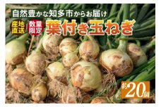 葉付き玉ねぎ ／ 野菜 たまねぎ タマネギ 愛知県