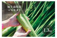 知立市特産　マコモタケ(1.3kg)　（7～10本）（2124）
