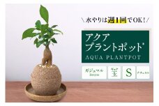 アクアプラントポット®　玉Ｓ 植木鉢ガジュマル（2126）