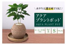 アクアプラントポット®　玉Ｓ 植木鉢コーヒーの木（2128）