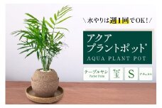 アクアプラントポット®　玉Ｓ 植木鉢テーブルヤシ（2129）