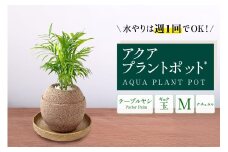 アクアプラントポット®　玉Ｍ 植木鉢テーブルヤシ（2133）