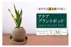 アクアプラントポット®　玉Ｍ 植木鉢サンスベリア（2134）