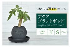 アクアプラントポット®　玉Ｓ（ブラック） 植木鉢　パキラ（2085）