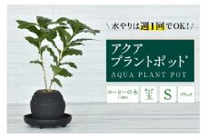 アクアプラントポット®　玉Ｓ（ブラック） 植木鉢　コーヒーの木（2089）