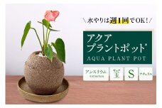 アクアプラントポット®　玉Ｓ 植木鉢　アンスリウム（2087）