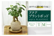 アクアプラントポット®　玉Ｍ 植木鉢　ガジュマル（2091）