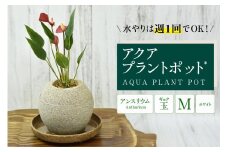 アクアプラントポット®　玉Ｍ（ホワイト） 植木鉢　アンスリウム（2090）