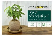 アクアプラントポット®　玉Ｍ 植木鉢　パキラ（2095）