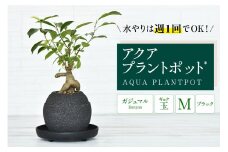 アクアプラントポット®　玉Ｍ（ブラック） 植木鉢　ガジュマル（2092）
