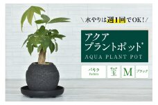 アクアプラントポット®　玉Ｍ（ブラック） 植木鉢　パキラ（2094）