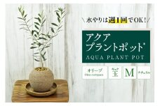 アクアプラントポット®　玉Ｍ 植木鉢　オリーブ（2096）