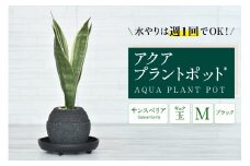 アクアプラントポット®　玉Ｍ（ブラック） 植木鉢　サンスベリア（2093）