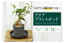 アクアプラントポット®　円Ｍ（ブラック） 植木鉢　ガジュマル（2100）