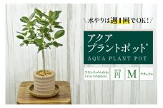 アクアプラントポット®　円Ｍ 植木鉢　フランスゴムの木（2101）