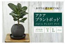 アクアプラントポット®　玉Ｌ（ブラック） 植木鉢　ゴムの木（2099）
