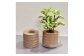 ※鉢皿・植物はセット品ではありません。
