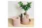 ※鉢皿・植物はセット品ではありません。