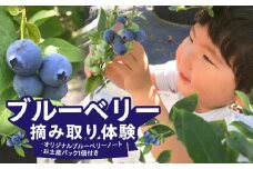 ブルーベリー摘み取り体験 お土産パック付