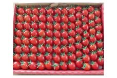 《先行予約》とまとのこころ（ミニトマトアイコプレミアム）約1kg ／ とまと 自然農法 完熟 愛知県 特産品 産地直送 田原市 渥美半島