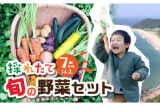 金賞受賞 有機栽培 旬彩野菜セット 旬の野菜 7品目以上 レシピ付き お届け 国産 新鮮 農薬不使用 化学肥料不使用 産地直送 こだわり野菜 