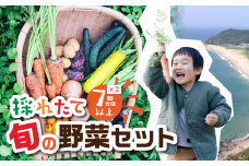 金賞受賞 有機栽培 旬彩野菜セット 旬の野菜 7種14品目以上 レシピ付き お届け 国産 新鮮 農薬不使用 化学肥料不使用 産地直送 こだわり野菜