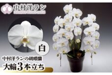 中村洋ランの胡蝶蘭　大輪　3本立ち　白 ／ お花 生花 室内装飾 愛知県 特産品 産地直送 田原市 渥美半島