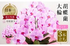 中村洋ランの胡蝶蘭　大輪　3本立ち　ピンク ／ お花 生花 室内装飾 愛知県 特産品 産地直送 田原市 渥美半島