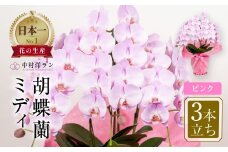 中村洋ランの胡蝶蘭 ミディ 3本立ち ピンク ／ 25輪～30輪 お花 生花 産地直送 田原市 渥美半島