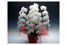 中村洋ランの胡蝶蘭　大輪　5本立ち　白　ラッピング ／ お花 生花 室内装飾 愛知県 特産品 産地直送 田原市 渥美半島
