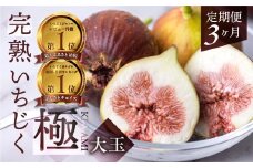 先行予約 完熟 いちじく 9-12玉 ［極］大玉 定期便 3カ月 2025年発送 フルーツ いちじく好きのための定期便  田原市 いちぢく