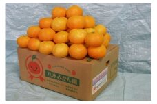 八木みかん園の農家直送 ハウスみかん　たっぷり5kg　みかん ミカン mikan 送料無料 産地直送 フルーツ 果物 てんこ盛り てんこもり 本場 幸せの連鎖 甘い 濃厚 コク ジューシー 応援 寄附　23000円