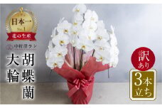 胡蝶蘭 大輪 白色 3本立ち 訳あり (25輪以上) 中村洋ラン 陶器鉢寄せ植え ギフト 鉢花 蘭 プレゼント 洋ラン 生花 お花 お祝い 贈り物 田原市 【渥美半島たはらブランド】