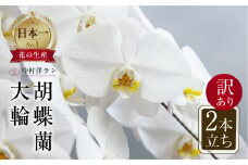 胡蝶蘭 大輪 白色 2本立ち 訳あり (15輪以上) 中村洋ラン 陶器鉢寄せ植え ギフト 鉢花 蘭 プレゼント 洋ラン 生花 お花 お祝い 贈り物 田原市 【渥美半島たはらブランド】
