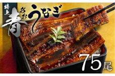 厳選 高級 青うなぎ 蒲焼 75尾 11250g 訳あり 大容量 冬うなぎ