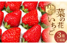 先行予約 2025年1月～発送開始 菜の花いちご　3箱(8粒～12粒入) 大粒 