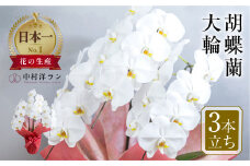 中村洋ラン  胡蝶蘭 大輪 3本立ち 白 ラッピング ／ お花 生花 室内装飾 愛知県 特産品 産地直送 田原市 渥美半島