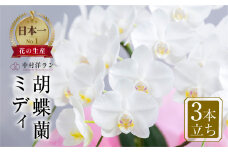 中村洋ラン 胡蝶蘭 ミディ 3本立ち 白 ／ 25輪～30輪 お花 生花  アマビリス 愛知県 田原市 渥美半島