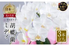 【年内発送】中村洋ラン 胡蝶蘭 ミディ 3本立ち 白 ／ 25輪～30輪 お花 生花  アマビリス 愛知県 田原市 渥美半島