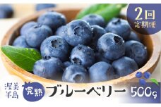 完熟ブルーベリー　500g　2回定期便