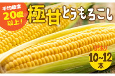 【秋採れお届け】 平均糖度20度以上 極甘とうもろこし 10本~12本 鮮度保持袋無し