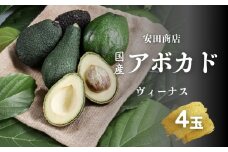 先行予約 国産 アボカド ヴィーナス 4玉 田原アボカド 安田商店